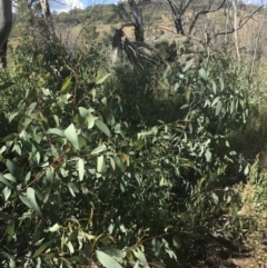 Eucalyptus dalrympleana subsp. dalrympleana at Rendezvous Creek, ACT - 10 Jan 2022