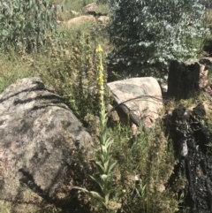 Verbascum thapsus subsp. thapsus (Great Mullein, Aaron's Rod) at Rendezvous Creek, ACT - 10 Jan 2022 by Tapirlord