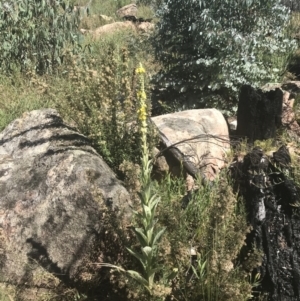 Verbascum thapsus subsp. thapsus at Rendezvous Creek, ACT - 10 Jan 2022