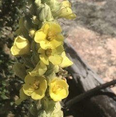 Verbascum thapsus subsp. thapsus at Rendezvous Creek, ACT - 10 Jan 2022