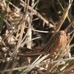 Praxibulus sp. (Short-winged Grasshopper) at Rendezvous Creek, ACT - 9 Jan 2022 by Tapirlord