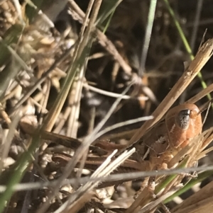 Praxibulus sp. (genus) at Rendezvous Creek, ACT - 10 Jan 2022