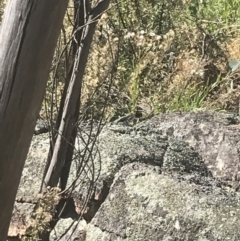 Varanus rosenbergi (Heath or Rosenberg's Monitor) at Namadgi National Park - 9 Jan 2022 by Tapirlord