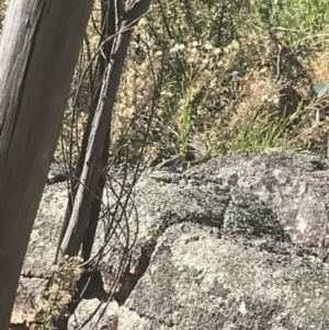 Varanus rosenbergi at Rendezvous Creek, ACT - suppressed