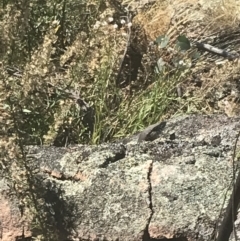 Varanus rosenbergi at Rendezvous Creek, ACT - 10 Jan 2022
