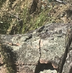 Varanus rosenbergi at Rendezvous Creek, ACT - suppressed