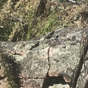 Varanus rosenbergi at Rendezvous Creek, ACT - 10 Jan 2022