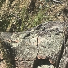 Varanus rosenbergi at Rendezvous Creek, ACT - 10 Jan 2022