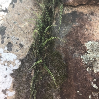 Asplenium flabellifolium (Necklace Fern) at Rendezvous Creek, ACT - 9 Jan 2022 by Tapirlord