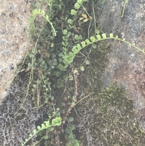 Asplenium flabellifolium at Rendezvous Creek, ACT - 10 Jan 2022 10:20 AM