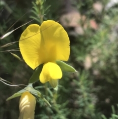 Gompholobium huegelii (pale wedge–pea) at Rendezvous Creek, ACT - 10 Jan 2022 by Tapirlord