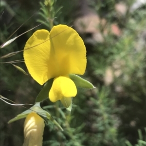 Gompholobium huegelii at Rendezvous Creek, ACT - 10 Jan 2022