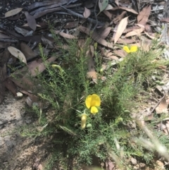 Gompholobium huegelii at Rendezvous Creek, ACT - 10 Jan 2022