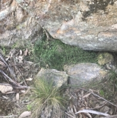 Galium polyanthum (Rockpile Bedstraw) at Rendezvous Creek, ACT - 10 Jan 2022 by Tapirlord