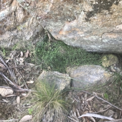 Galium polyanthum (Rockpile Bedstraw) at Namadgi National Park - 9 Jan 2022 by Tapirlord