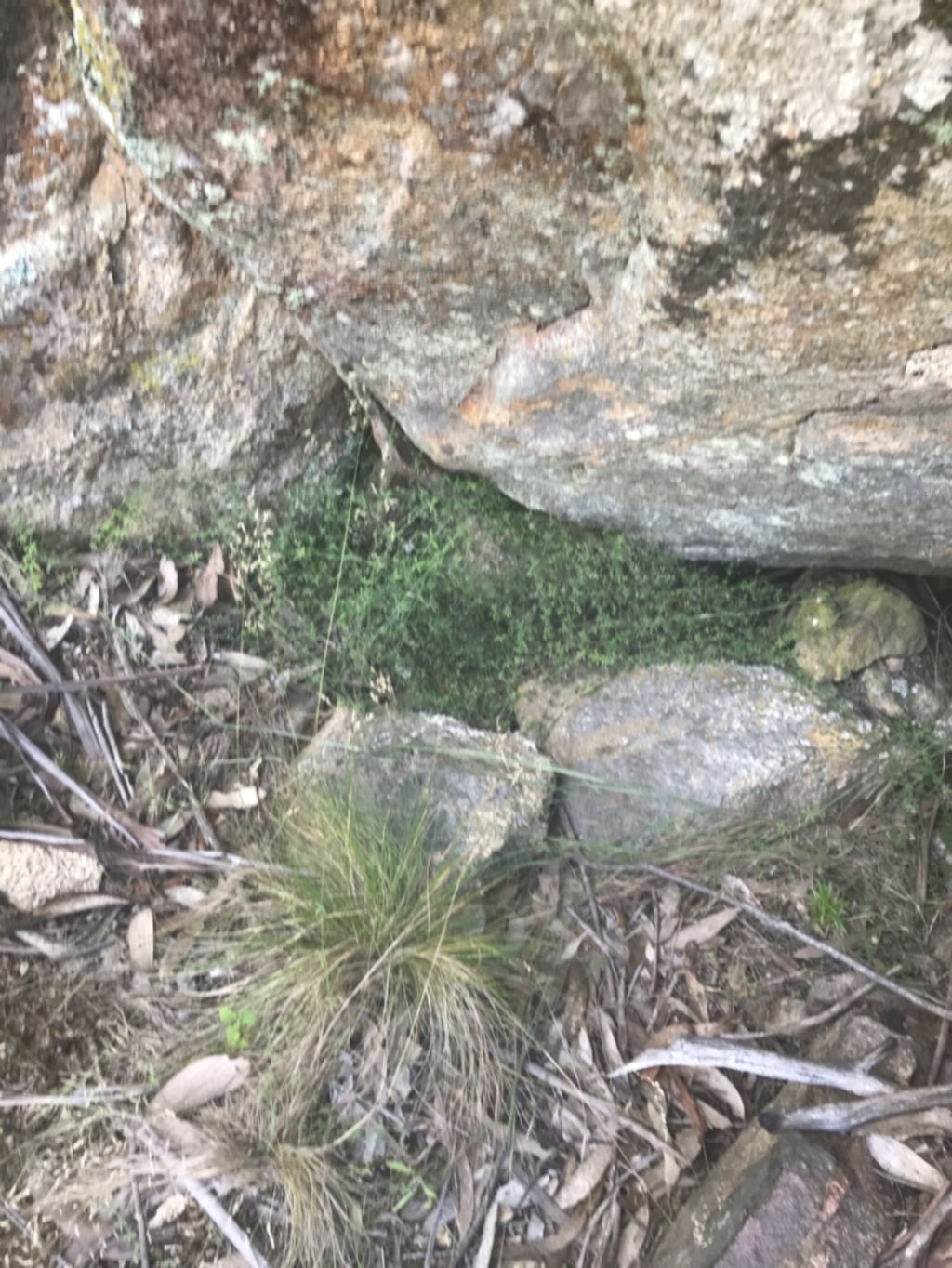 Galium ciliare subsp. ciliare at Rendezvous Creek, ACT - 10 Jan 2022