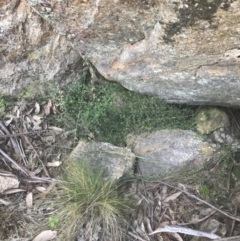 Galium polyanthum at Rendezvous Creek, ACT - 10 Jan 2022