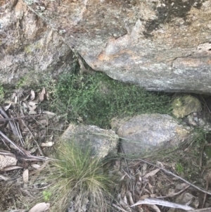 Galium polyanthum at Rendezvous Creek, ACT - 10 Jan 2022 10:26 AM