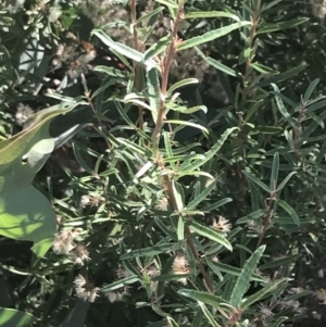 Olearia erubescens at Rendezvous Creek, ACT - 10 Jan 2022 10:29 AM