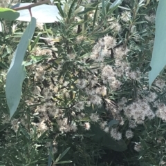 Olearia erubescens at Rendezvous Creek, ACT - 10 Jan 2022 10:29 AM