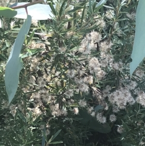 Olearia erubescens at Rendezvous Creek, ACT - 10 Jan 2022 10:29 AM