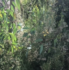 Olearia erubescens at Rendezvous Creek, ACT - 10 Jan 2022