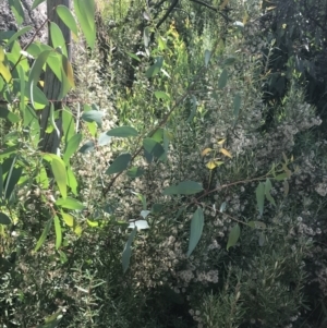 Olearia erubescens at Rendezvous Creek, ACT - 10 Jan 2022