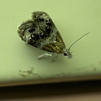 Tebenna micalis (Small Thistle Moth) at Jerrabomberra, NSW - 13 Jan 2022 by SteveBorkowskis