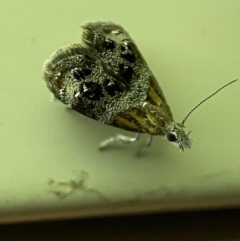 Tebenna micalis at Jerrabomberra, NSW - 13 Jan 2022