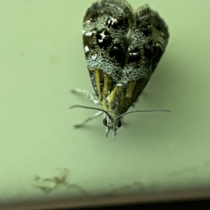 Tebenna micalis at Jerrabomberra, NSW - 13 Jan 2022