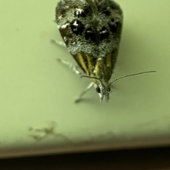 Tebenna micalis at Jerrabomberra, NSW - 13 Jan 2022