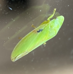 Ledrinae (subfamily) (A Flat-headed Leafhopper) at QPRC LGA - 13 Jan 2022 by Steve_Bok