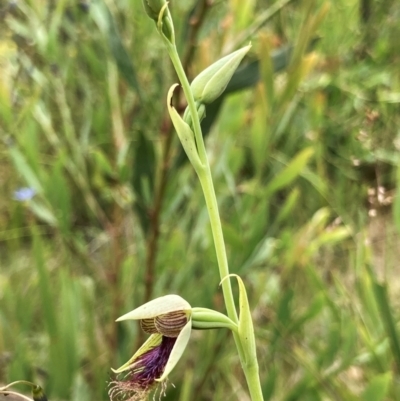 Calochilus therophilus (Late Beard Orchid) at Namadgi National Park - 11 Jan 2022 by ChrisM