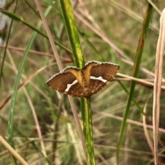 Chrysolarentia leucozona (White-zoned Carpet) at Namadgi National Park - 11 Jan 2022 by ChrisM