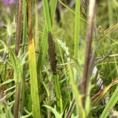 Plecoptera sp. (order) (Unidentified Stone fly) at Cotter River, ACT - 11 Jan 2022 by ChrisM