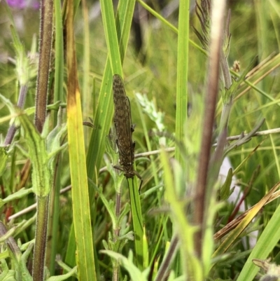 Plecoptera sp. (order) (Unidentified Stone fly) at Namadgi National Park - 11 Jan 2022 by ChrisM