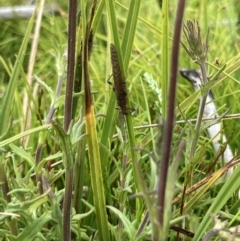 Plecoptera sp. (order) at Cotter River, ACT - 11 Jan 2022