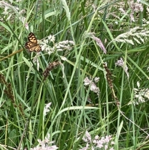 Heteronympha cordace at Cotter River, ACT - 11 Jan 2022 01:56 PM