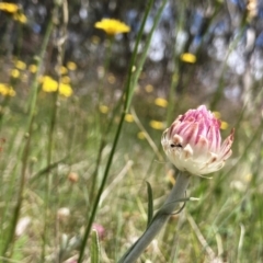 Leucochrysum alpinum (Alpine Sunray) at Cotter River, ACT - 12 Jan 2022 by ChrisM