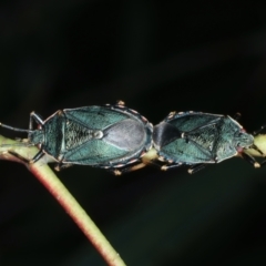 Notius depressus (Shield bug) at Mulloon, NSW - 10 Jan 2022 by jb2602