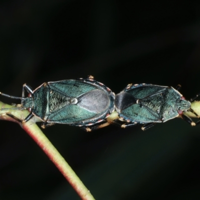 Notius depressus (Shield bug) at Mulloon, NSW - 10 Jan 2022 by jb2602