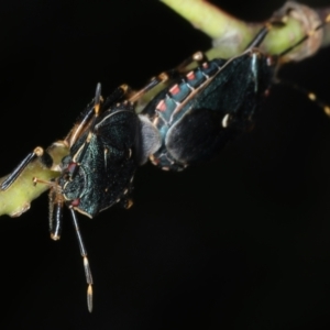 Notius depressus at Mulloon, NSW - 10 Jan 2022 10:40 AM