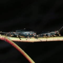 Notius depressus at Mulloon, NSW - 10 Jan 2022 10:40 AM