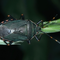 Notius depressus at Mulloon, NSW - 10 Jan 2022