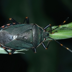 Notius depressus at Mulloon, NSW - 10 Jan 2022