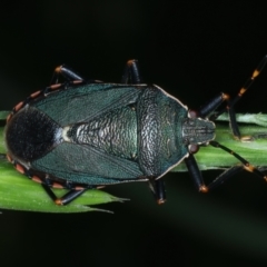 Notius depressus at Mulloon, NSW - 10 Jan 2022 10:40 AM