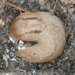 Ambigolimax sp. (valentius and waterstoni) (Striped Field Slug) at Mulloon, NSW - 10 Jan 2022 by jb2602