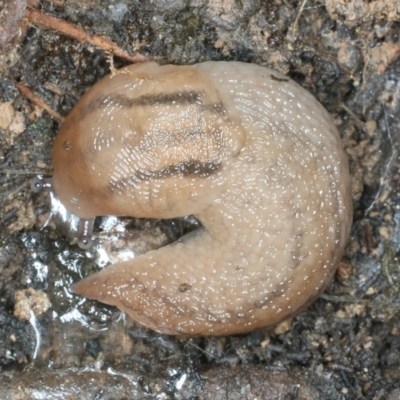 Ambigolimax sp. (valentius and waterstoni) (Striped Field Slug) at Mulloon, NSW - 10 Jan 2022 by jb2602