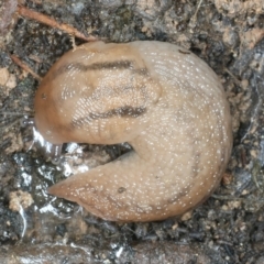 Ambigolimax nyctelia (Striped Field Slug) at Mulloon, NSW - 9 Jan 2022 by jbromilow50