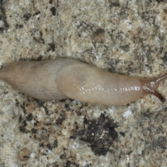 Deroceras laeve at Mulloon, NSW - 10 Jan 2022 by jb2602